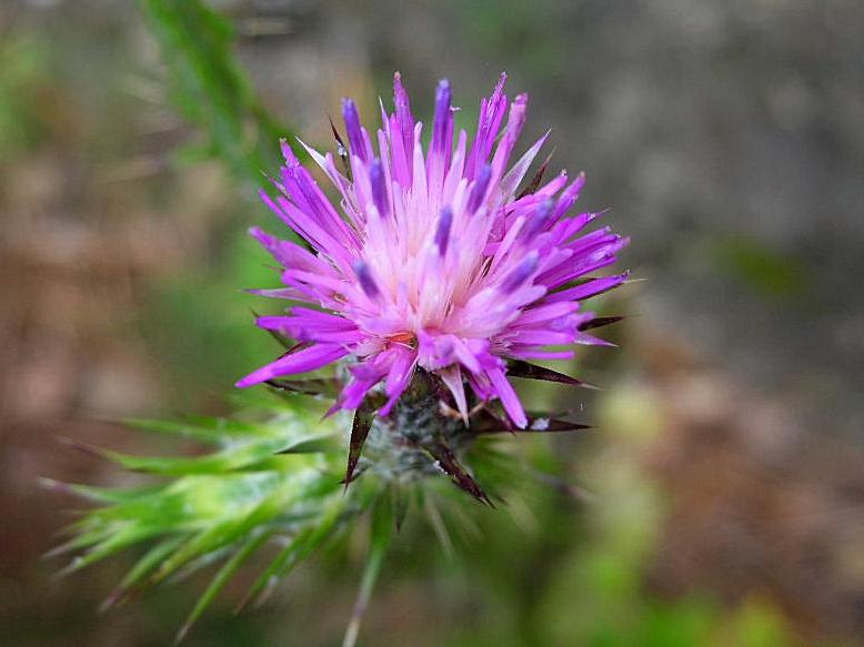 Carduus pycnocephalus / Cardo saettone